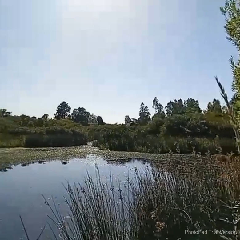 Parcela Chilena 4 Hectáreas a 15 minutos de Nueva Imperial – Araucanía