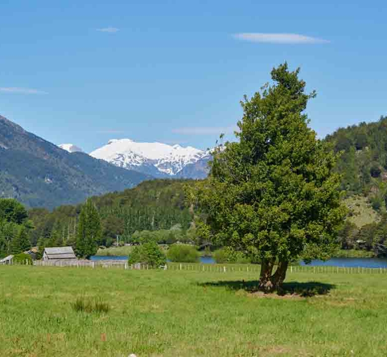 Refugio del Alba – Vive la Patagonia Profunda con Acceso Privilegiado al Río Cisnes