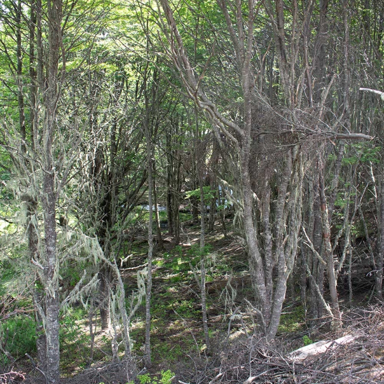 Sector El Fraile